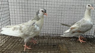 Kabootar Kasni shirazi cut chap pigeon chick pair for sold