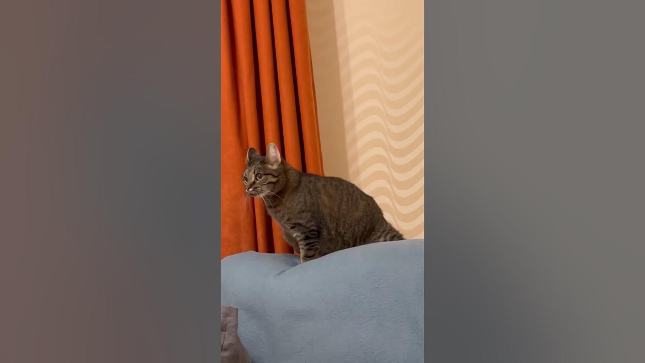 Васька лучший! Мой особенный, коротколапый кот ️ #кот #котэ - YouTube