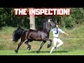 How Ginny Became Star Mare! Finally a real inspection | Friesian Horses