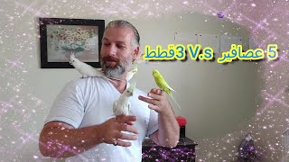 خمس عصافير V.s ثلاث قطط