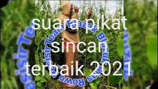 suara pikat sincan terbaik 2021