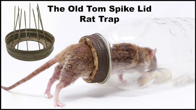 AMDRO Mouse Traps in the Animal & Rodent Control department at