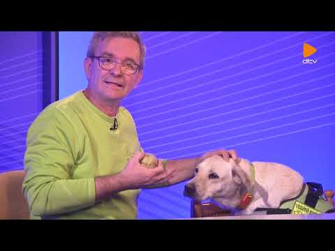 Videó: Hogyan Segít A Terápiás Kutyaképzés A Gyerekeknek A Fogorvosnál