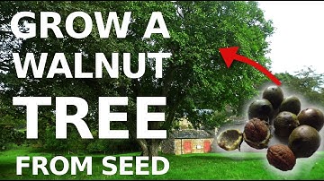 Growing an English Walnut tree from seed