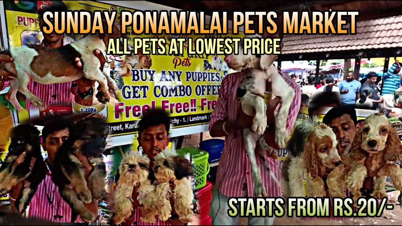 starts-from-rs-20-sunday-pet-market-ponmalai-pets-at-lowest-price