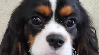 This babies first grooming