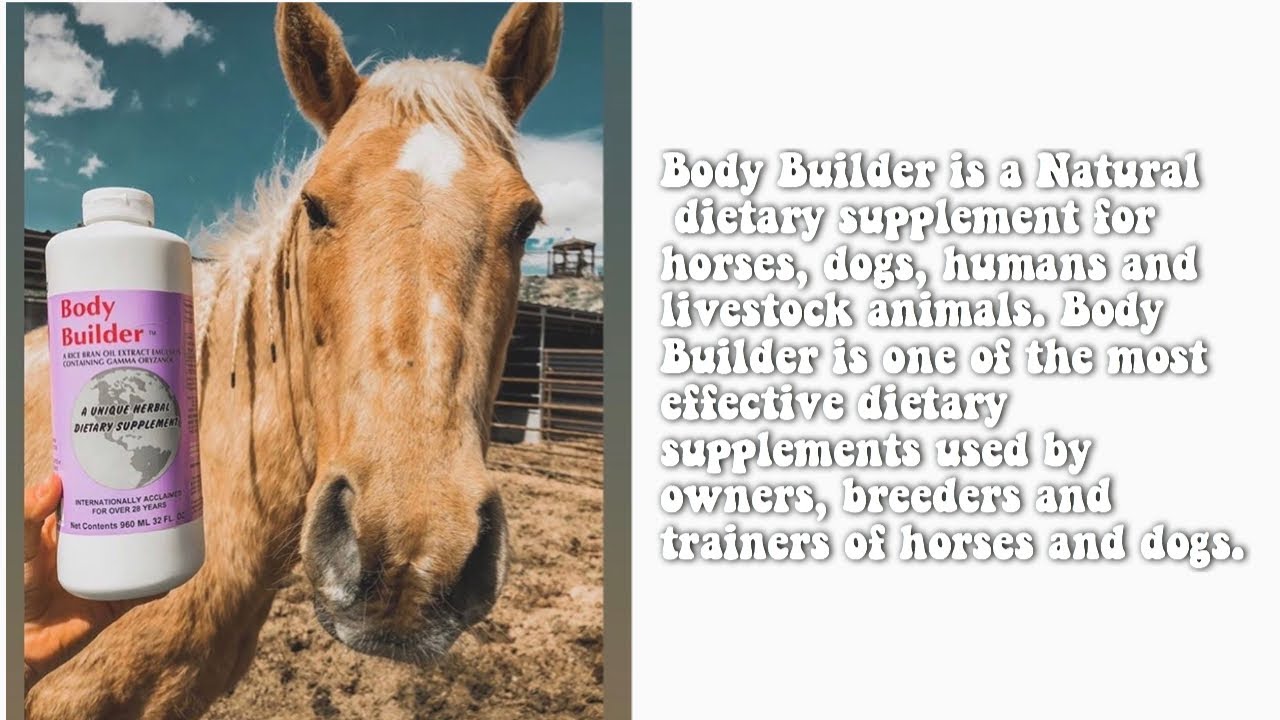 Equiade Body Builder Sales Shop brunofuga.adv.br