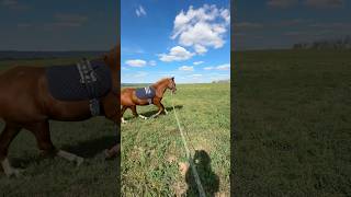 Building a Better Horse: Balance and Muscle Training