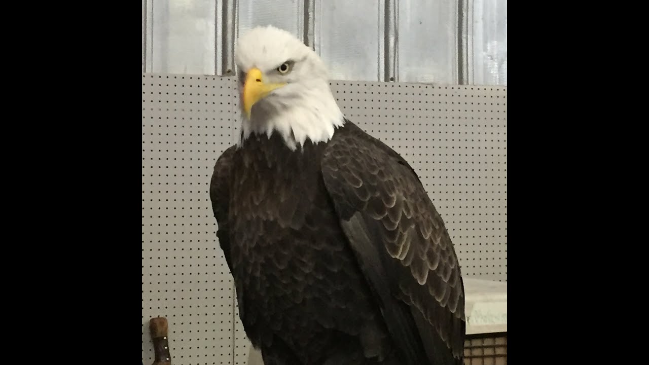 Clarksville MO Eagle Days YouTube