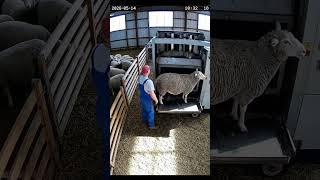 Automatic Sheep Shearing Machine in Action #farming #sheep #cctv #agritech #sheepshearing