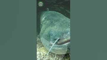 Cá Trê Siêu Khổng Lồ. #cácảnh