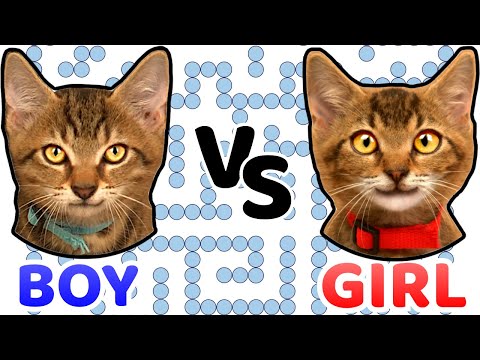 Boy vs Girl! Who is smarter?