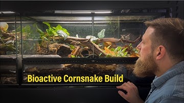 Building a Bioactive Cornsnake Vivarium