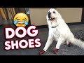 FUNNY DOGS TRAIN IN BOOTS