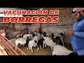VACUNAMOS A LAS BORREGAS, fue difícil | Rancho Cinco Talentos
