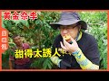 李子千千萬，會吃就吃九峰山黃金奈李！清甜、爽脆、多汁！老規矩，夏日限定！ 【品城記】