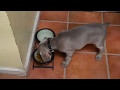 Life with a Weimaraner