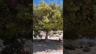 شجرة الال شجرة نادرة من أشجار جزيره العرب موطنها جنوب غرب الجزيره العربيه والقرن الافريقي