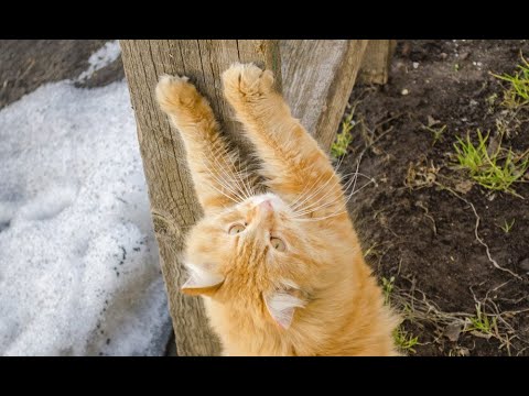 Вот почему котам нельзя стричь когти