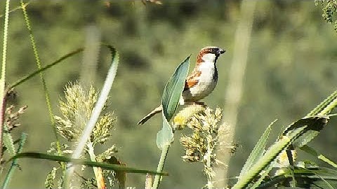 Eurasian tree sparrow || Animals and Birds