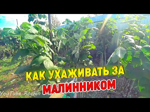 Видео: Малина Брянскийн гайхамшиг: төрөл бүрийн шинж чанар, давуу болон сул талууд, тарих, арчлах шинж чанарууд + зураг, тойм