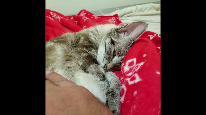 Watch the video about Female sheet marble bengal and siamese