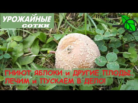 Лечим и используем гнилье с пользой! ГНИЮТ яблоки - ИСПРАВИМ!