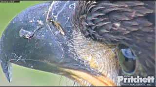 SWFL Eagles ~ E16 Has A Beak Boo-Boo!! Closeups Of The Small Tear In Beak! 6.12.20