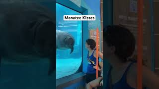 Manatee Kisses | shorts manatee kiss outdoorshoes explore