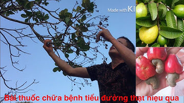 Bài thuốc lá đào đỏ và lá ổi rừng chữa tiểu đường hiệu qủa