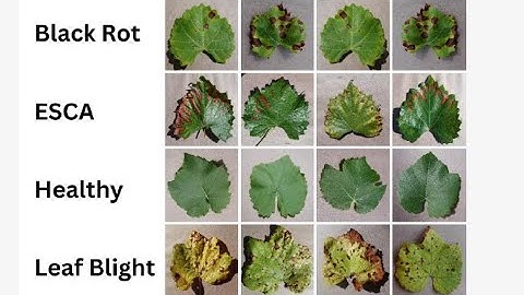Deteksi Penyakit Daun Anggur Dengan Model CNN Pada Computer Vision