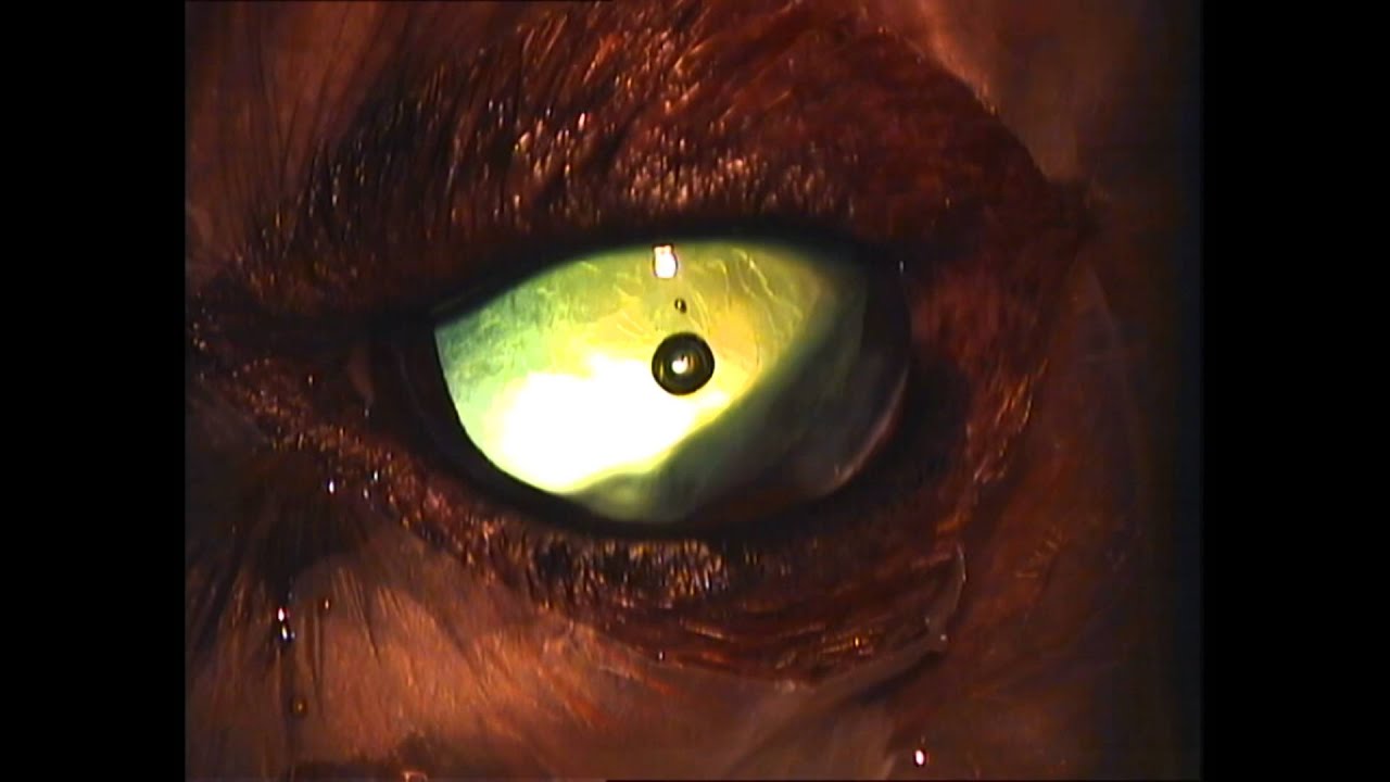 Австралийский шелковистый терьер катаракта