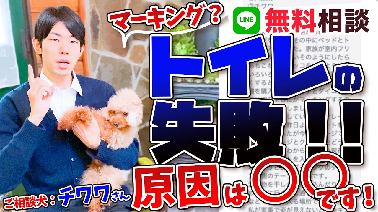 【チワワ 犬】室内でマーキングをしまう！子犬のトイレトレーニングに困っている人向けの簡単対処法をプロが解説！
