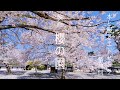 映画 「櫻の園」