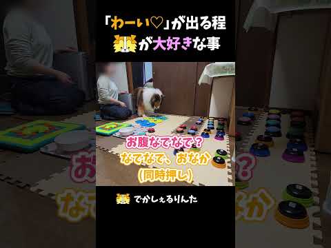 「わーい♡」が出る程シェルティが大好きな事【会話ボタンでしゃべる犬】 #shorts #dog