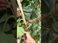 Fast and Easy Cucumber Trellising with a Tying Machine! #shorts