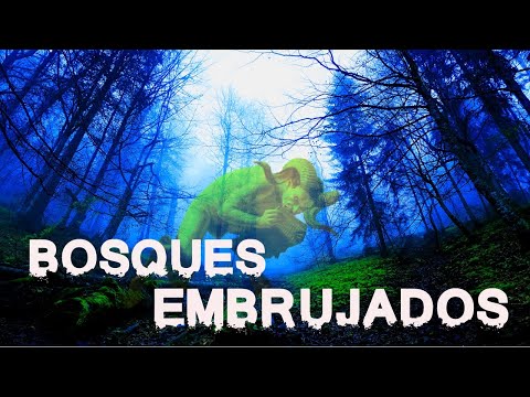 5 Historias Reales de Horror | En Bosques Embrujados