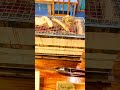 【京丹後·間人】夕食で海鮮バーベキューを喰らう