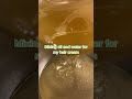 Diy hair cream recipe: oil and water mix#haircare #haircream #diybeauty #homemade
