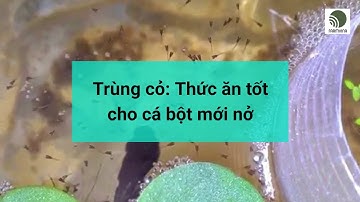 Trùng cỏ: Thức ăn tốt cho cá bột mới nở