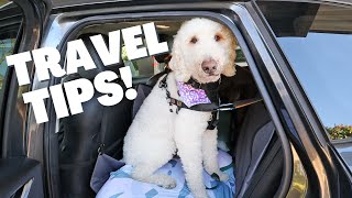 How I Travel with My Dogs   & EVERYTHING I use!