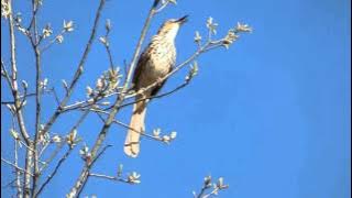 Brown Thrasher Video 2016 03 16 210306