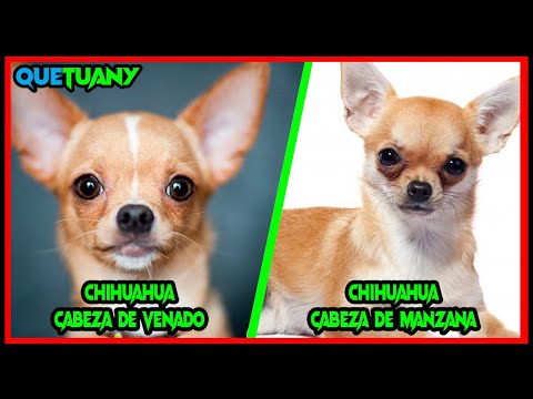 Como Diferenciar Chihuahua Cabeza de Venado y Chihuahua Cabeza de Manzana  | QueTuany