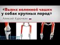 Вывих коленной чашки у крупных пород собак. Patellar Luxation in dogs