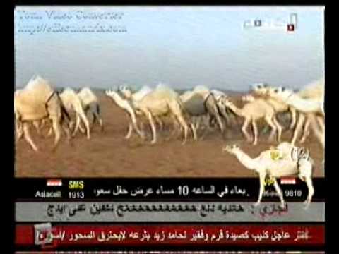 مهلي حشاش