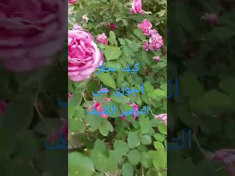 كيف ن حف ز الورد الجوري على التزهير الكثيف