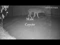 Can Coyote get the cat?