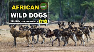Wild Dogs in Namibia - हिन्दी डॉक्यूमेंट्री _ Wild animals documentary @NatureOfEarthHindi