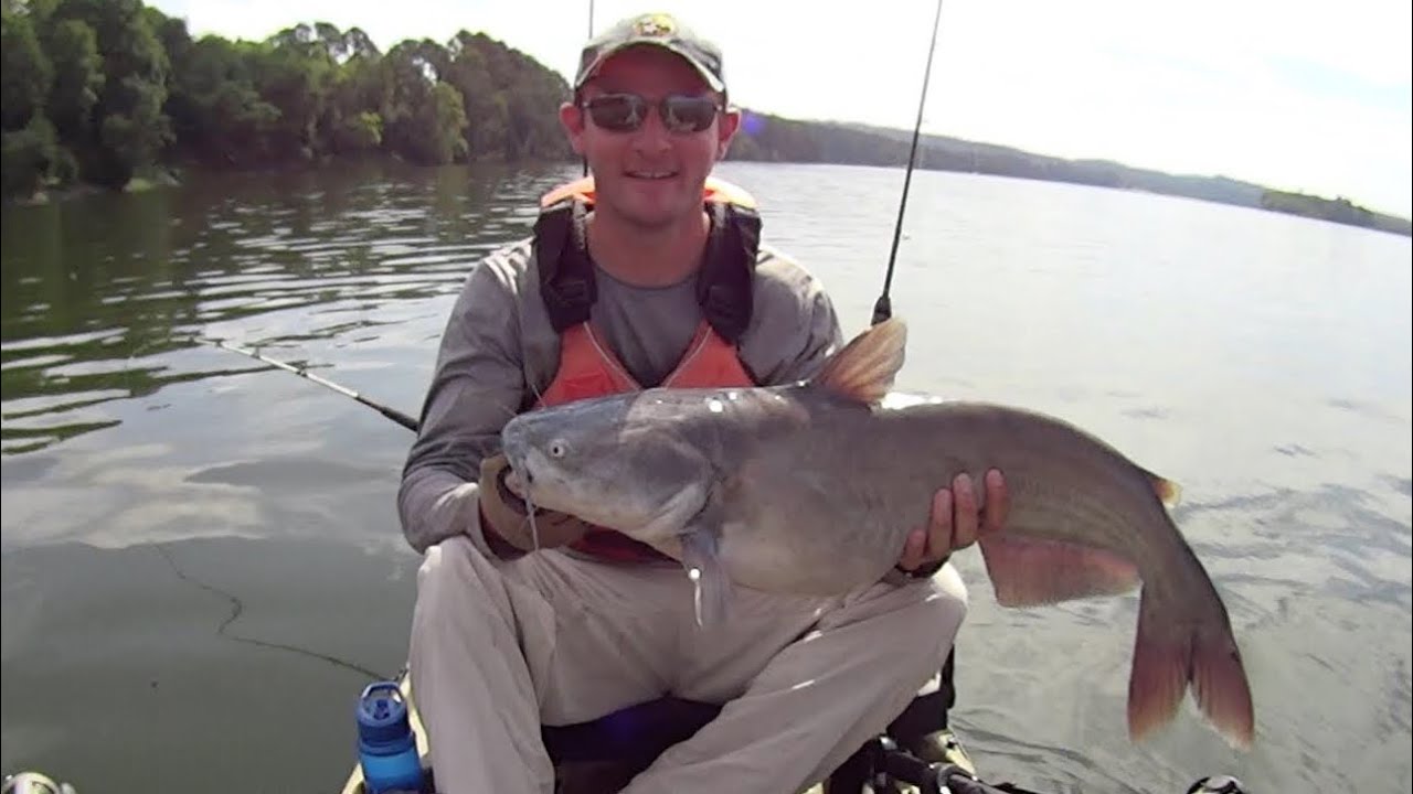 Blue Cat Beatdown!!! Endless Catfish Action on the Tennessee River