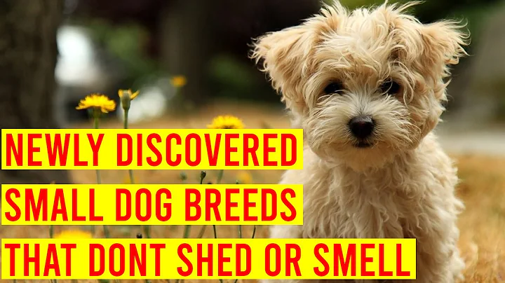 10 Newly Discovered Small Dog Breeds That Don't Shed Or Smell - DayDayNews